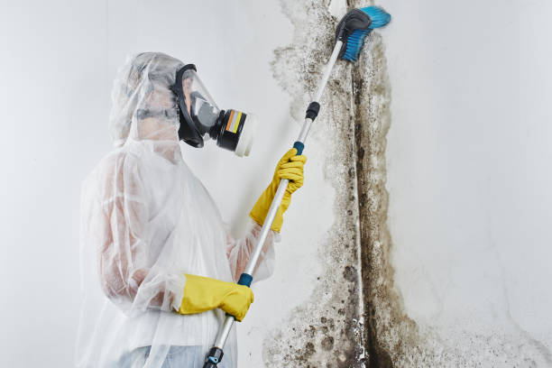 Mold Removal and Inspection in Sanibel, FL